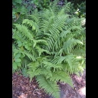 Dryopteris Affinis (ss-esp Affinis) (fam Dryopteridacees) (Europe, Asie) (01)